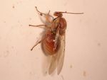 Andricus kollari 